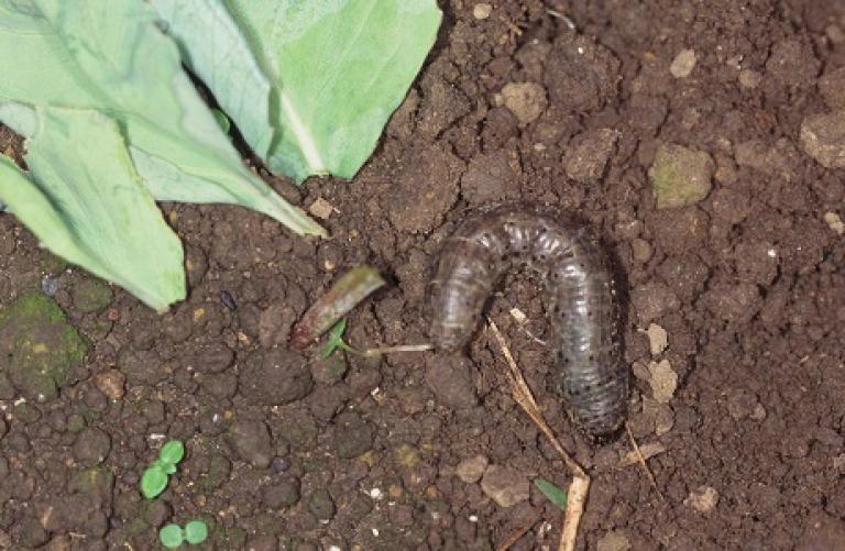 カブラヤガによるキャベツ被害