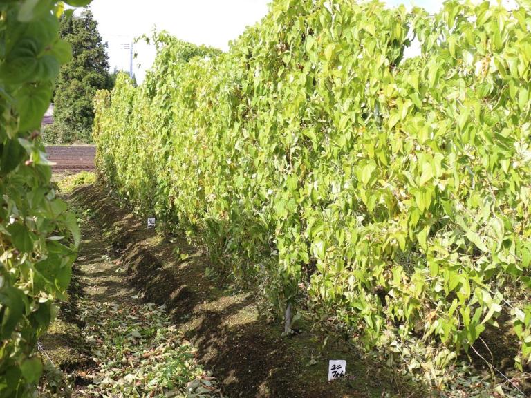 ユニフォーム粒剤_試験区_青森県産業技術センター 野菜研究所