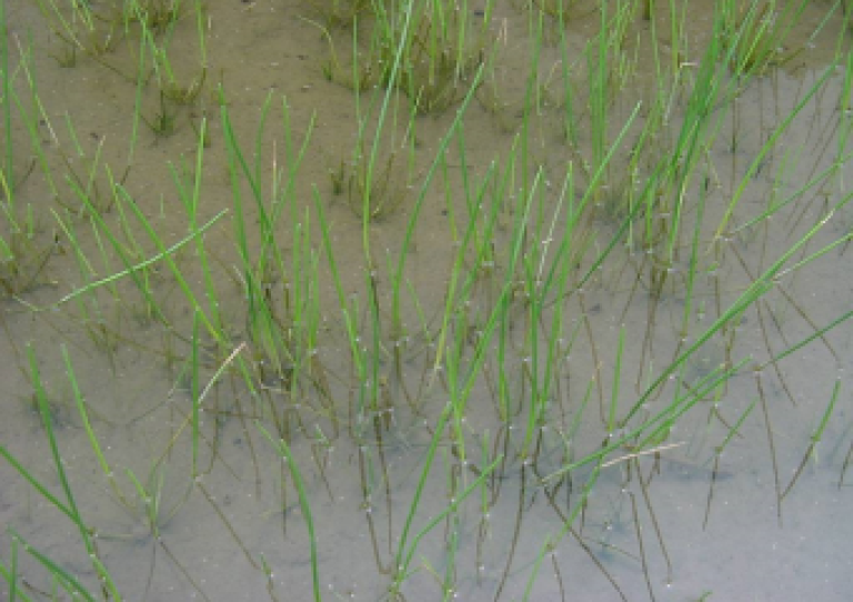 クログワイの成植物