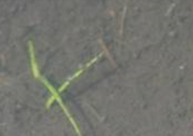 イヌホタルイの幼植物