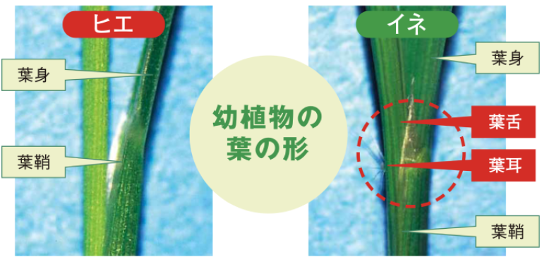 ヒエと稲の比較
