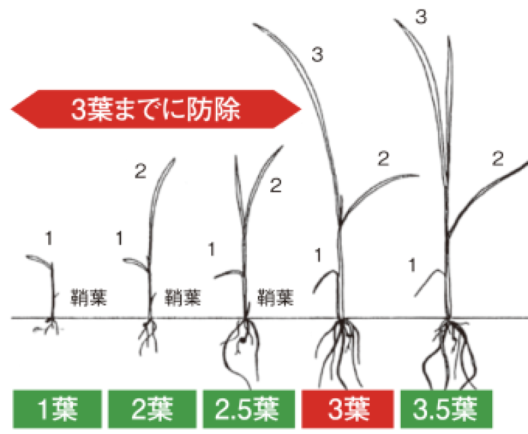 3葉までに防除