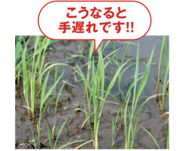 こうなると手遅れです！（成長したノビエ）
