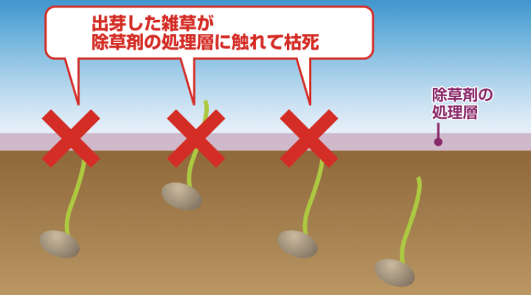 水稲除草剤が雑草を枯らすしくみ