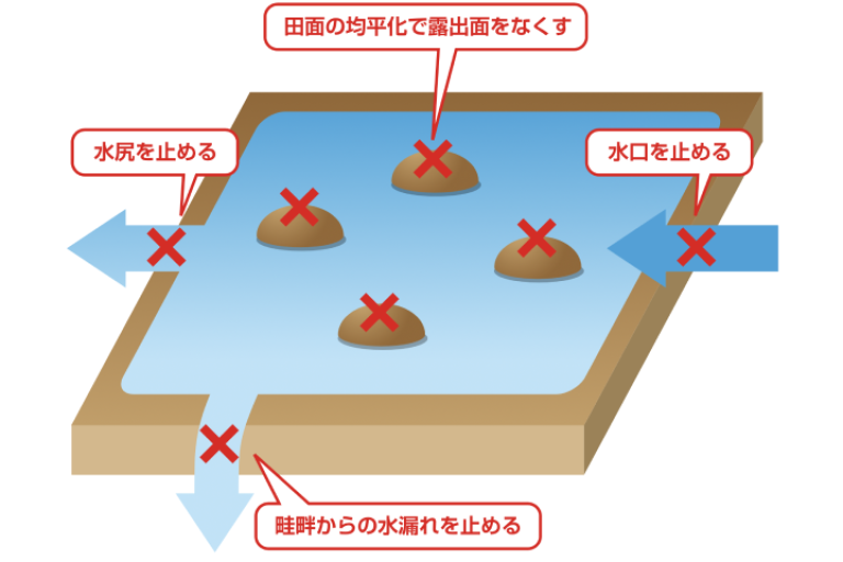 田面を露出させないための水管理
