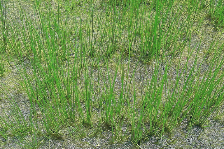 水田雑草の一例：ホタルイ
