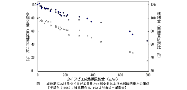 タイヌビエ成熟期風乾重