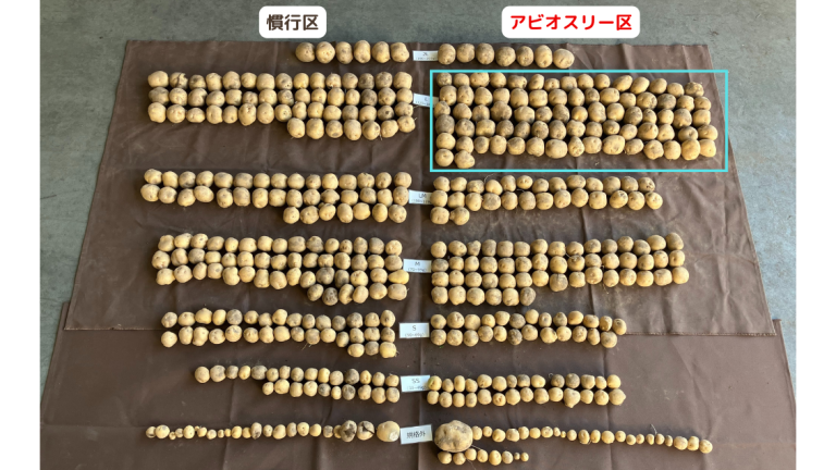 （株）ちぬやファーム様ばれいしょ収穫結果