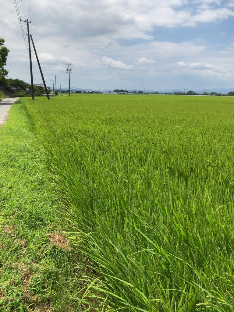 ヤマヨ組様圃場の稲