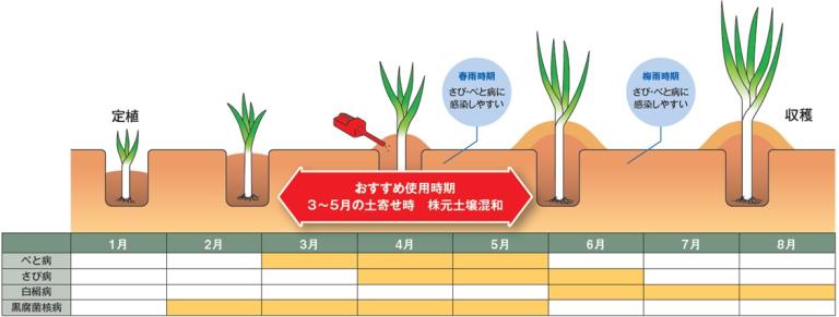 夏ネギでの使用タイミング