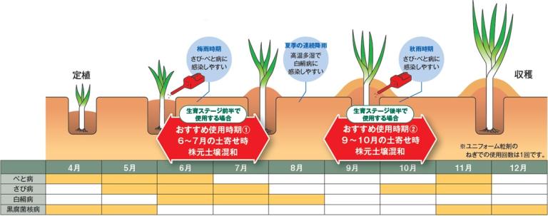 秋冬ねぎでの使用タイミング