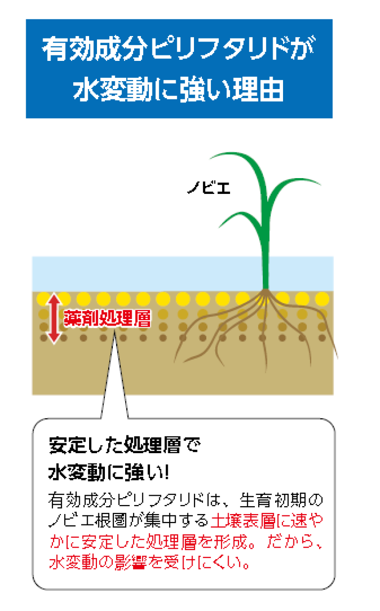 有効成分ピリフタリドが水変動に強い理由