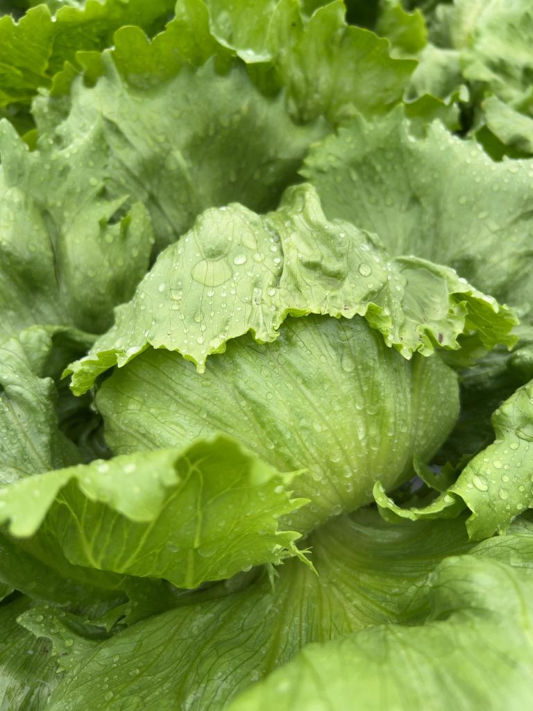 2448_3264_michikusa_nagano_lettuce_2025.jpg