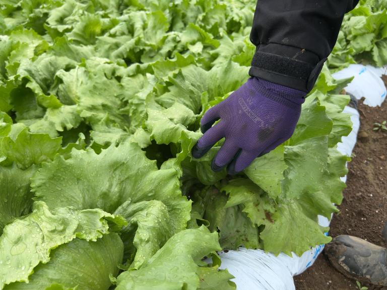 3264_2448_michikusa_nagano_lettuce_2025.jpg