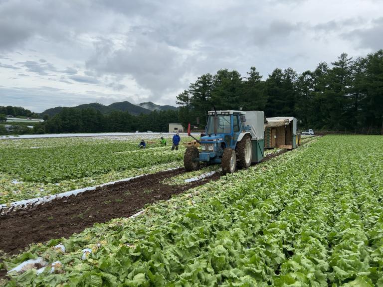 3264_2448_michikusa_nagano_lettuce_2025_2.jpg