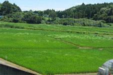 水田圃場