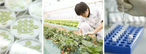 農薬の安全性を厳格に確認しています