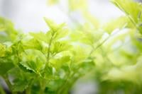 農薬