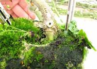 ヤシ殻培地に植えられたアーノルド子