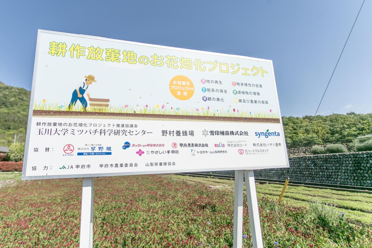 増え続ける耕作放棄地にミツバチの栄養になるお花を植えて、農地の再生とミツバチの餌不足解消などを目指しています。