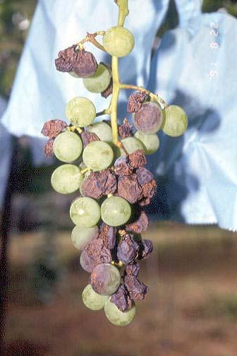 成熟果の発病（果実が腐敗し、鮭肉色の小粒：胞子の塊を形成）