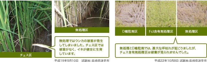無処理区との比較