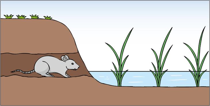 ネズミなどが掘った穴からの漏水