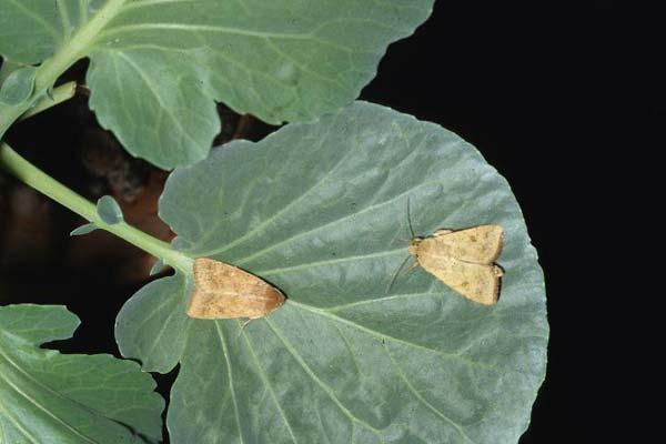 オオタバコガの成虫（左の赤みがかった方が雌）