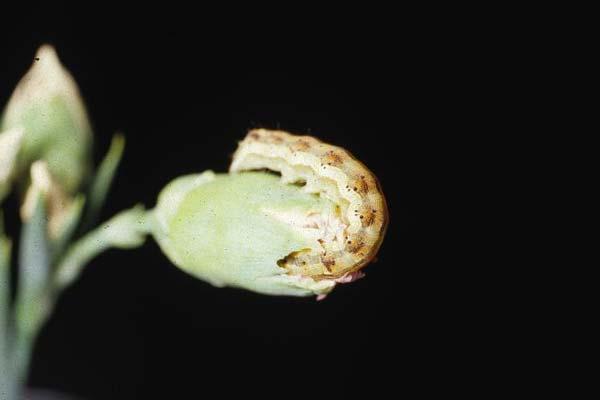 カーネーションを加害しているオオタバコガの幼虫
