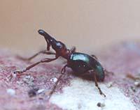 アリモドキゾウムシの成虫