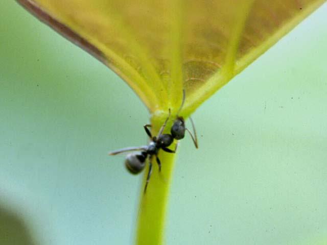 花外蜜腺で蜜を吸うハヤシクロヤマアリ