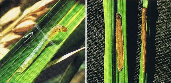 正常な幼虫（左） 病死した幼虫（右）