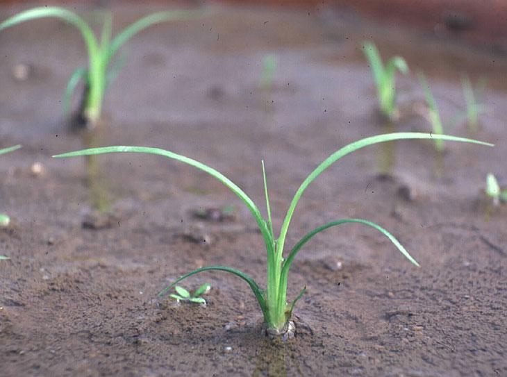 イヌホタルイの幼植物