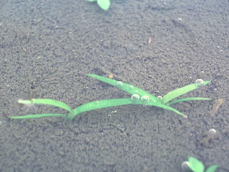 コナギ幼植物