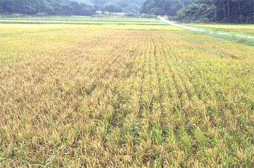 穂いもち多発生で変色した圃場