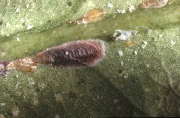 ヤノネカイガラムシのメス成虫（介殻）