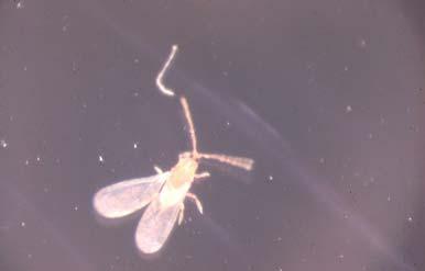 ヤノネカイガラムシのオス成虫