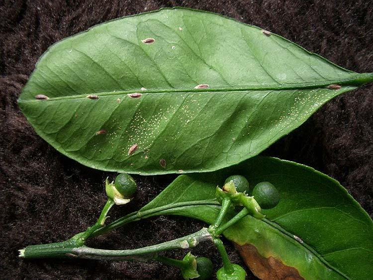 ヤノネカイガラムシの成虫と幼虫