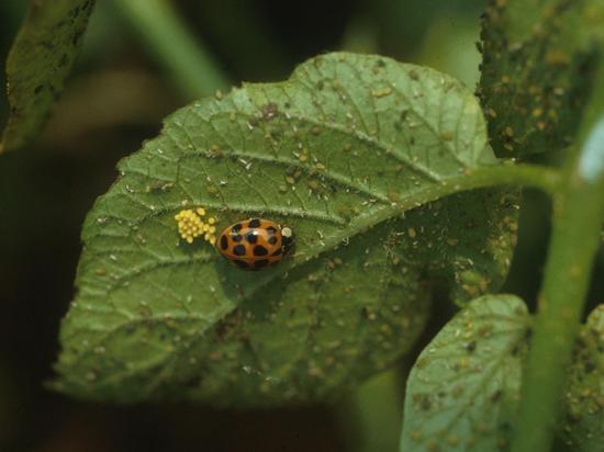 ワタアブラムシとナミテントウムシの成虫・卵