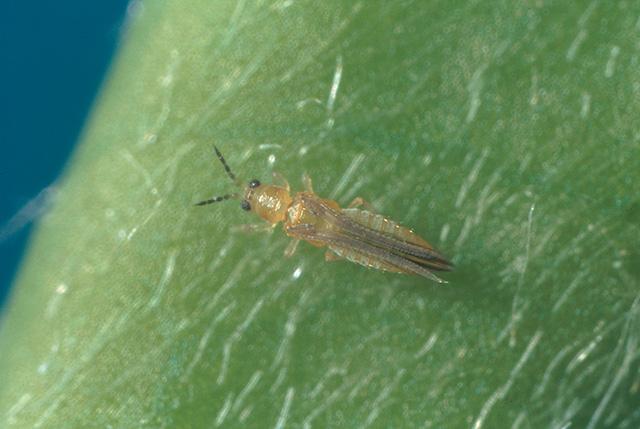 かんきつの害虫トレンドと防除対策 | シンジェンタジャパン｜Syngenta