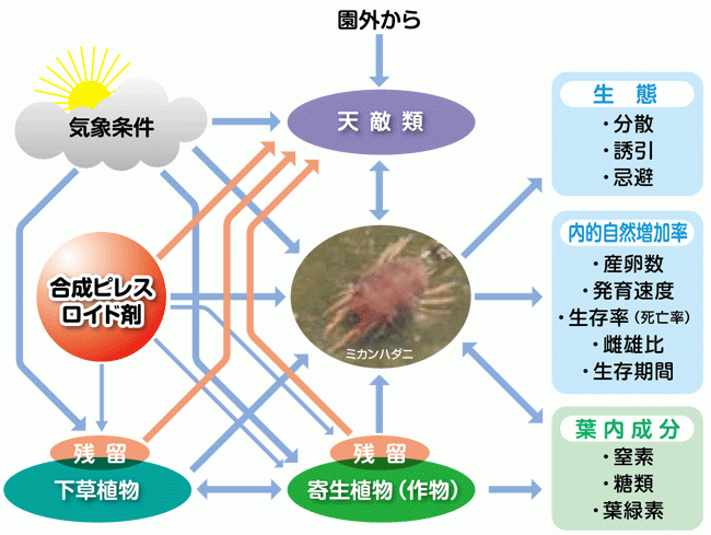 合成ピレスロイド剤散布とミカンハダニの増殖に関連する要因
