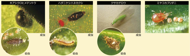 ミカンハダニを攻撃する天敵（左からキアシクロヒメテントウ/ハダニケシハネカクシ/クサカゲロウ/ミヤコカブリダニ）