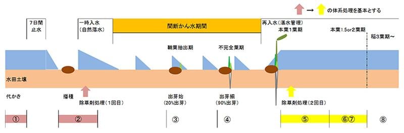 表面播種での水管理と除草剤処理時期