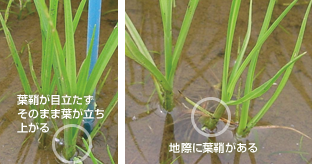 「ミズガヤツリ」と「コウキヤガラ 」