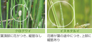 茎の先（茎頂部）での見分け方