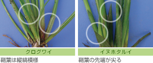 地際（茎葉基部）での見分け方