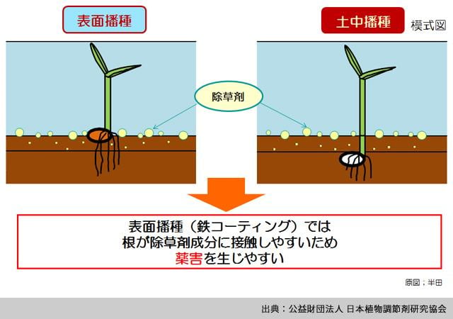 表面播種と土中播種の籾位置の違い