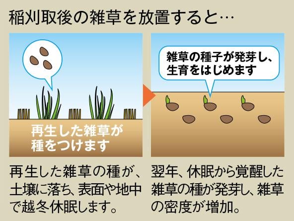 埋土種子による雑草密度の増加