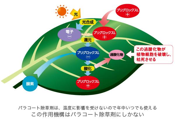 パラコート剤の作用機構