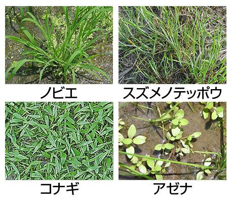 水田の重要雑草